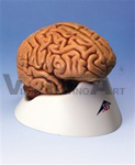 Classic Brain Model, 5 part